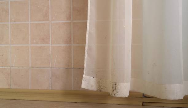Best Attic Mold Removal  in Frenchtown, NJ