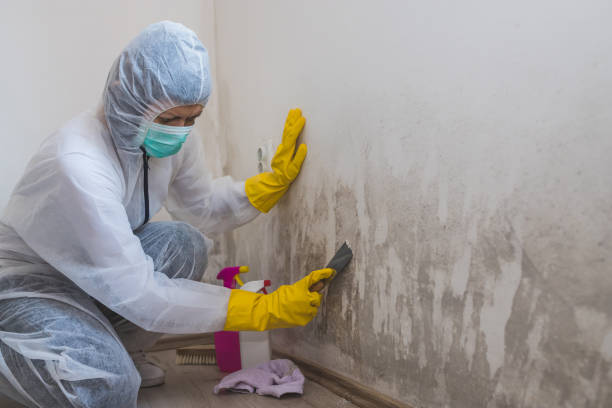 Best Forensic Mold Investigation  in Frenchtown, NJ