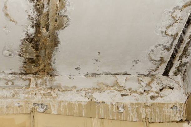 Best Basement Mold Removal  in Frenchtown, NJ