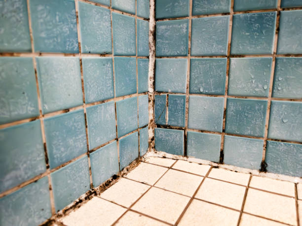 Best Industrial Mold Remediation  in Frenchtown, NJ