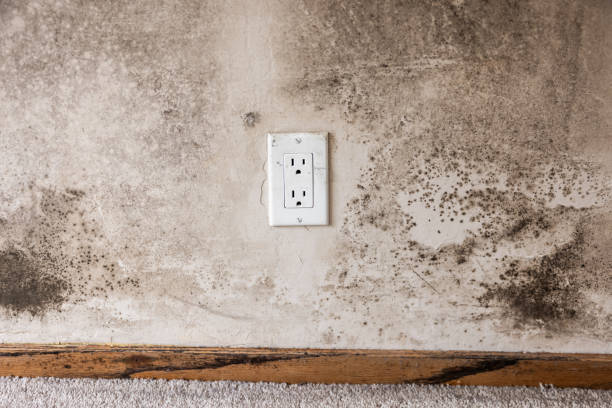 Professional Mold Removal in Frenchtown, NJ