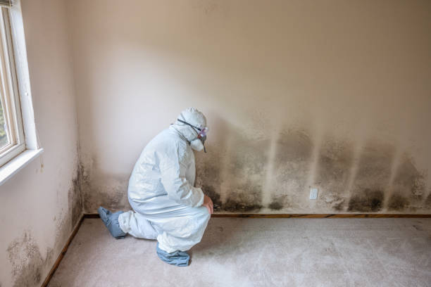 Best Commercial Mold Inspection  in Frenchtown, NJ