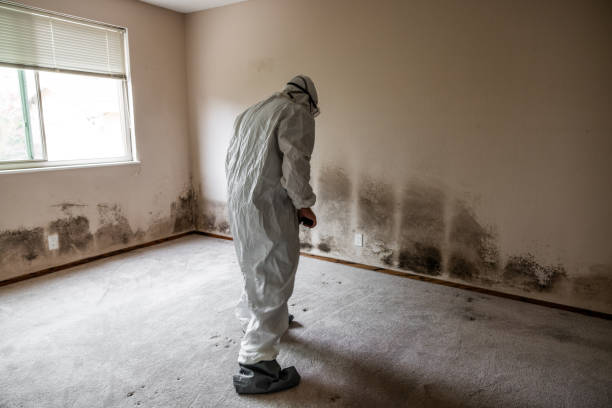 Best Mold Removal for HVAC Installations  in Frenchtown, NJ