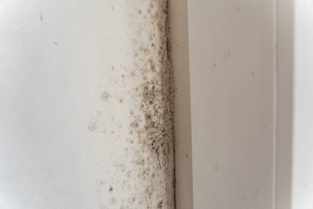 Best Air Quality Testing for Mold Spores  in Frenchtown, NJ