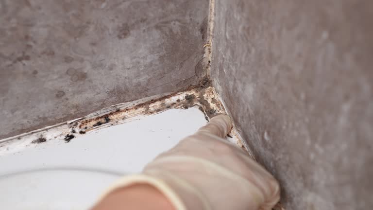 Best Forensic Mold Investigation  in Frenchtown, NJ